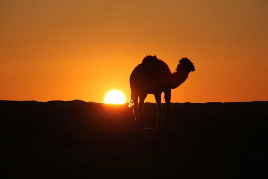 Article "Retrouver l’essentiel en Tunisie - À 600 milles à l'heure… puis à 0" par Guy J. Giguère | Spiritours