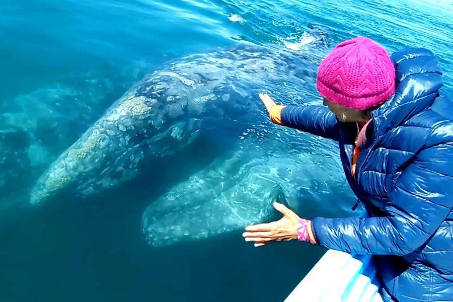 Voyage au Costa Rica | Communiquer avec les Baleines | avec Jésabelle de Effet Baleine