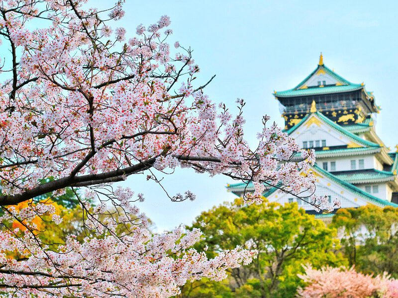 temple japonais derrière cerisier rose en fleur