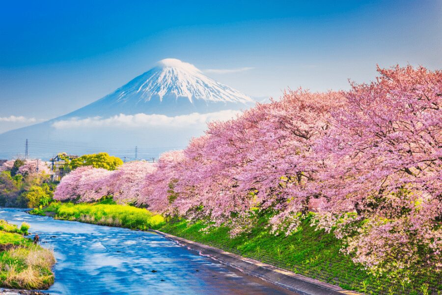 mont fuji au japon devant une rivière et des cerisiers roses en fleur au printemps
